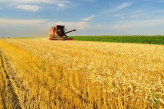 Colheitadeira em meio à lavoura durante plantio financiado pelo Plano Safra.