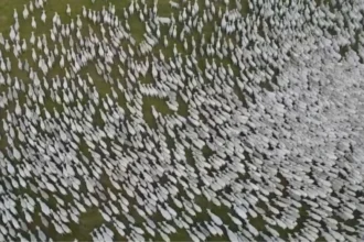 Rebanho bovino no Brasil pronto para o abate, refletindo o crescimento da produção nacional.