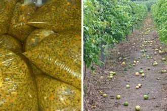 Agricultores de Capixaba enfrentam dificuldades para vender a produção de maracujá devido à falta de estocagem.