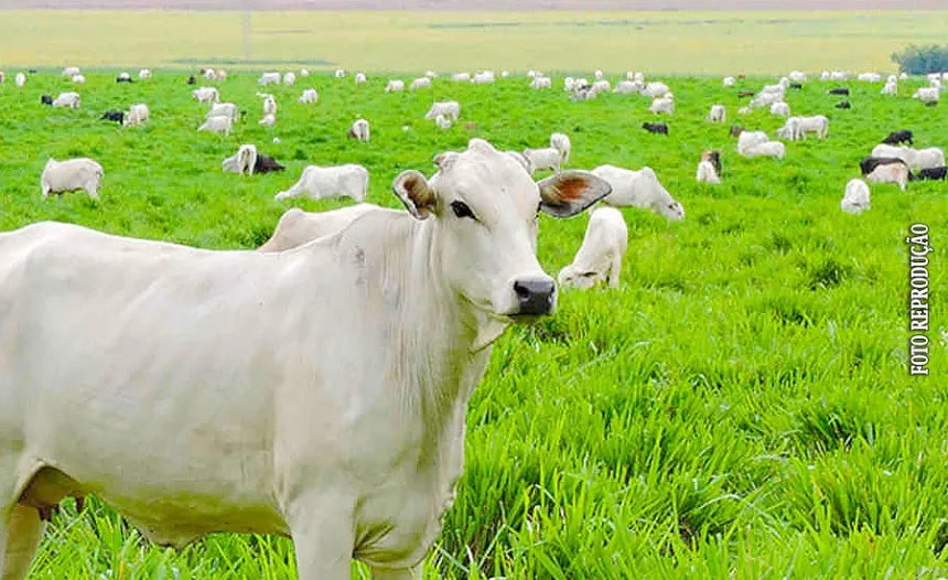 Rebanho bovino em pastagem no Acre.