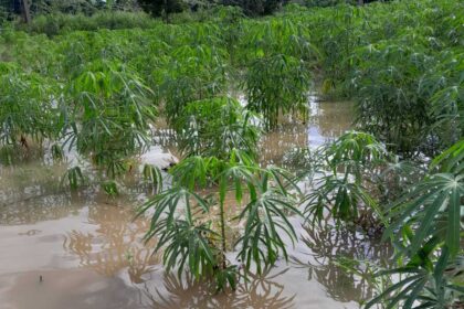 Plantações de macaxeira alagadas nas comunidades Quixadá, Oriente e Limoeiro, comprometendo a produção dos agricultores familiares.