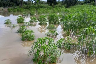 Plantação de macaxeira submersa devido à enchente do Rio Acre, afetando agricultores ribeirinhos.