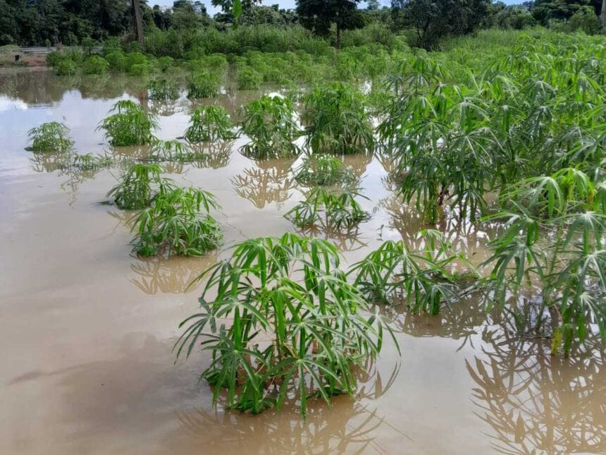 Plantação de macaxeira submersa devido à enchente do Rio Acre, afetando agricultores ribeirinhos.