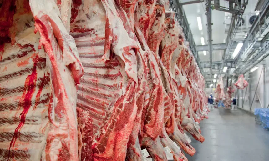 Carcaças de carne bovina armazenadas em frigorífico antes da exportação.