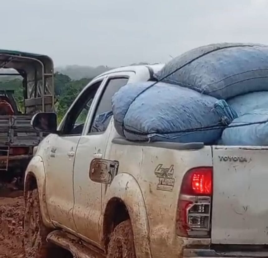 Trabalhadores extrativistas enfrentam exploração no preço da castanha em Nova Olinda.