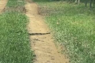 Serpente cruza trilha usada por indígenas na Terra Puyanawa, no Acre