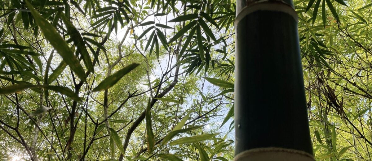 Ifac promove Jornada para discutir a construção do Plano Estadual de Bioeconomia do Acre