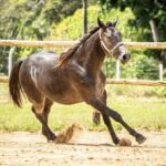 Haras Lua Santa aposta na genética para o desempenho dos cavalos em competições. Foto: Cedida