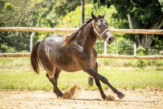 Haras Lua Santa aposta na genética para o desempenho dos cavalos em competições. Foto: Cedida