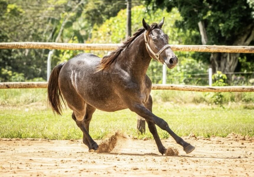 Haras Lua Santa aposta na genética para o desempenho dos cavalos em competições. Foto: Cedida