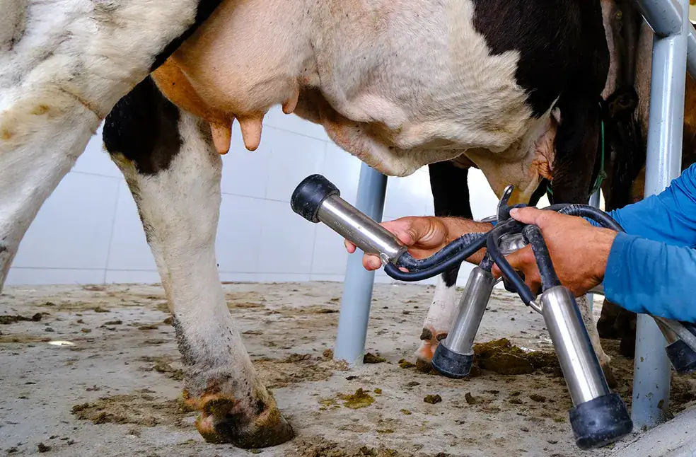 Embrapa constata melhora na qualidade do leite em Rondônia