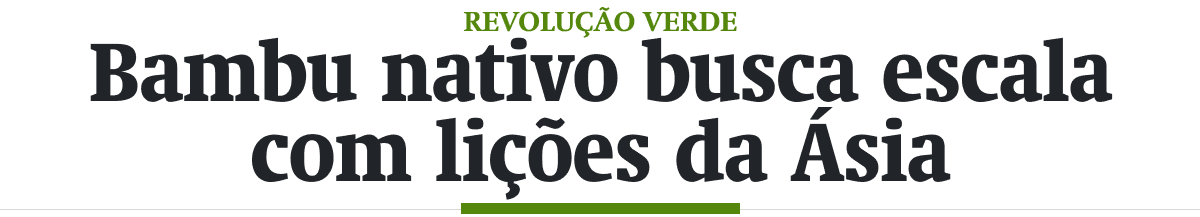 Bambu nativo busca escala com lições da Ásia