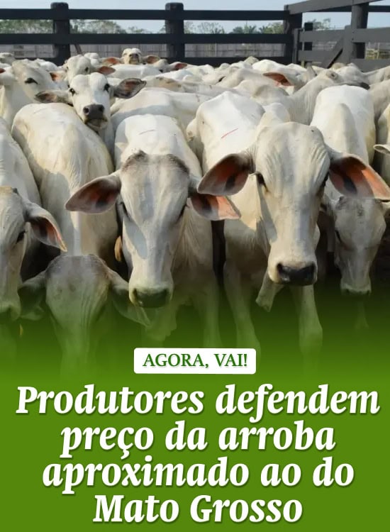 Produtores defendem preço da arroba aproximado ao do Mato Grosso
