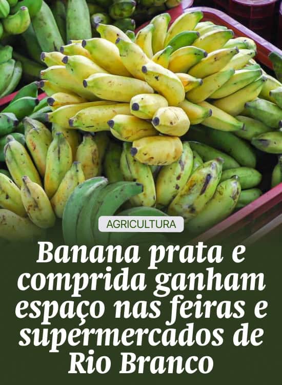 Banana prata e comprida ganham espaço nas feiras e supermercados de Rio Branco