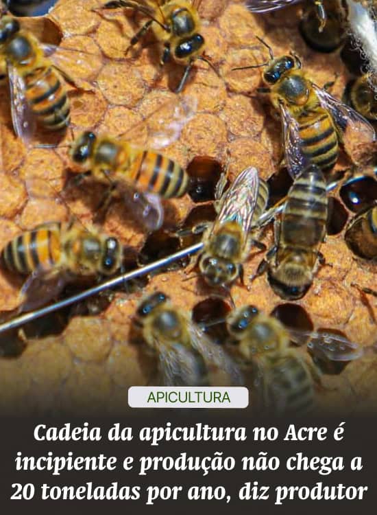 Cadeia da apicultura no Acre é incipiente e produção não chega a 20 toneladas por ano, diz produtor