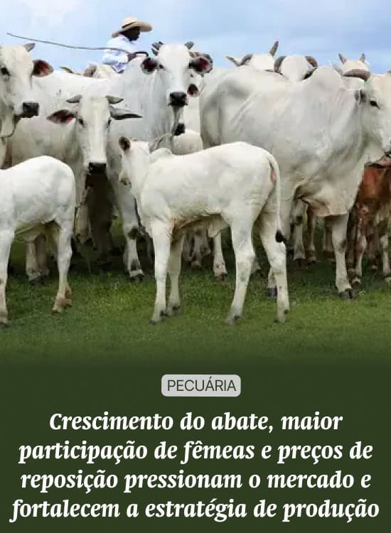 Crescimento do abate, maior participação de fêmeas e preços de reposição pressionam o mercado e fortalecem a estratégia de produção