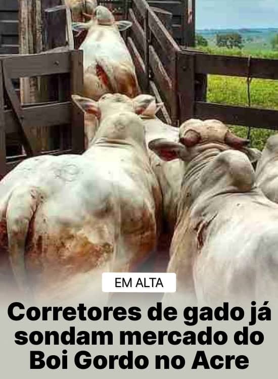 Corretores de gado já sondam mercado do Boi Gordo no Acre