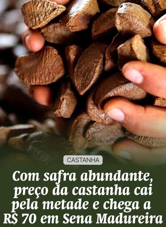 Com safra abundante, preço da castanha cai pela metade e chega a R$ 70 em Sena Madureira