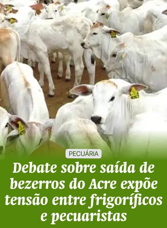 Debate sobre saída de bezerros do Acre expõe tensão entre frigoríficos e pecuaristas