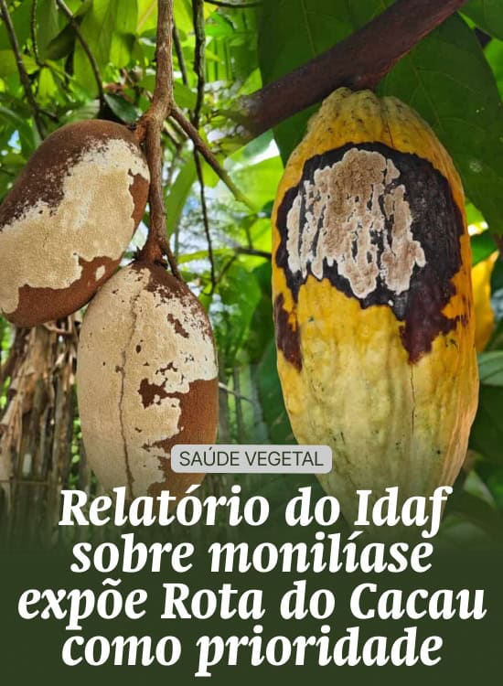 Relatório do Idaf sobre monilíase expõe Rota do Cacau como prioridade