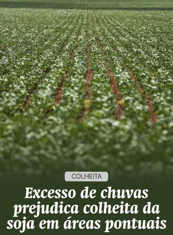 Excesso de chuvas prejudica colheita da soja em áreas pontuais