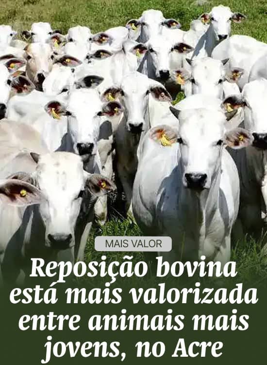 Reposição bovina está mais valorizada entre animais mais jovens, no Acre