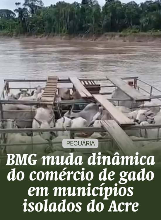 BMG muda dinâmica do comércio de gado em municípios isolados do Acre