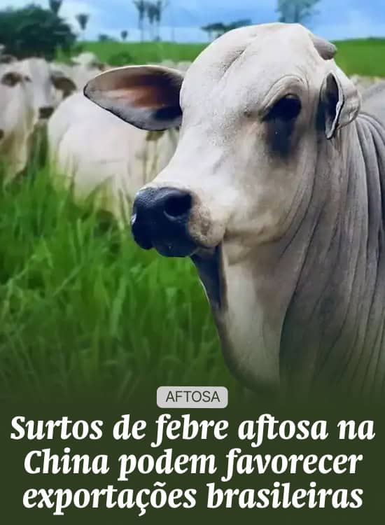 Surtos de febre aftosa na China podem favorecer exportações brasileiras