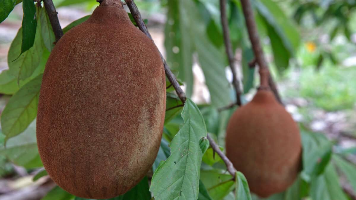 Reca bate novo recorde de produção de cupuaçu, apesar das pragas