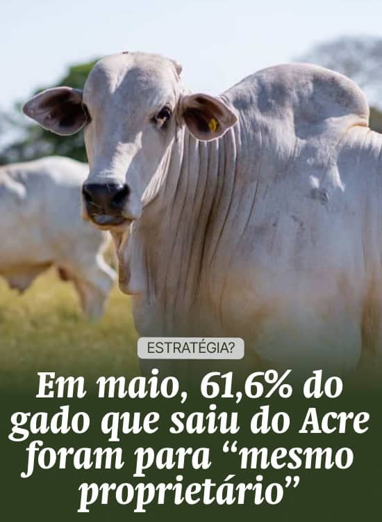 Em maio, 61,6% do gado que saiu do Acre foram para “mesmo proprietário”