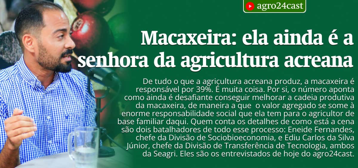 Macaxeira: ela ainda é a senhora da agricultura acreana