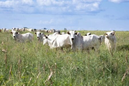 Após altas, preços do boi gordo ficam estáveis na maior parte do Brasil