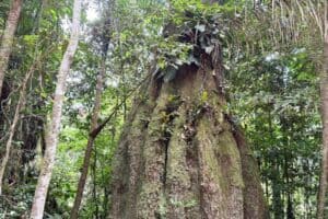 Atualizada lista de espécies da flora ameaçadas de extinção no Brasil