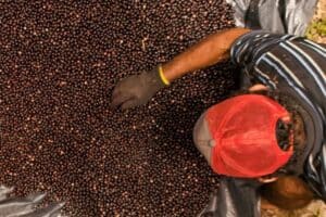 Com reestruturação e fortalecimento das cadeias produtivas, valor da produção agrícola do Acre cresce 18,25% em um ano