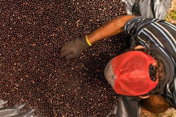 Com reestruturação e fortalecimento das cadeias produtivas, valor da produção agrícola do Acre cresce 18,25% em um ano