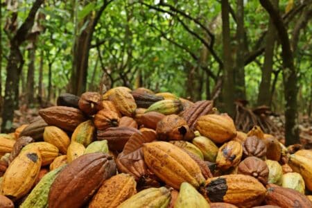 Como a Lei Antidesmatamento da UE pode mudar o mercado do cacau