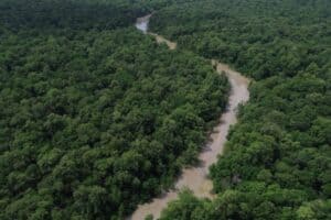 Desmatamento cai 41,8% na Amazônia e 23,8% no Cerrado em um ano