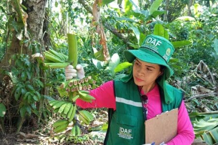 Idaf identifica novos focos de moko da bananeira durante ações de vigilância fitossanitária em Feijó
