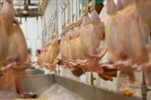 México libera carnes de aves de fora de SC enviadas antes do foco de Newcastle, dizem fontes