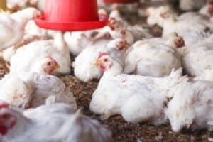 Ministério da Agricultura investiga seis suspeitas de síndromes respiratórias em aves