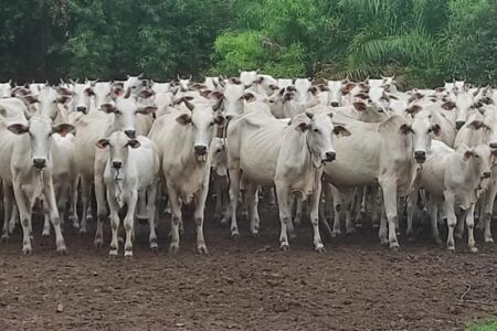 Preço do boi gordo tem mais um dia de estabilidade na maioria das regiões