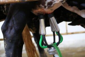 Preço médio nacional pago ao produtor de leite caiu 5% em setembro