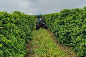 Projeto busca melhorar eficiência de café regenerativo no Cerrado