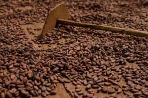 Superávit de cacau aumenta em 2025/26, mas oferta deve encolher no novo ciclo